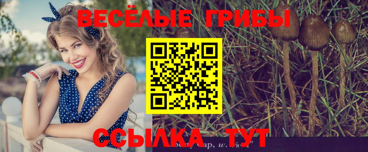 Кириши  Галлюциногенные грибы мицелий  Вход с VPN 